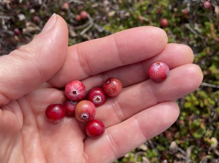 Close-up of a woman's hand outdoors holding red berries